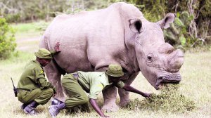 Єгері кенійського заповідника підгодовують сіном останнього самця північного білого носорога