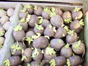 Картоплю починають садити, коли ґрунт прогрівся до восьми градусів тепла на глибині 8–10 сантиметрів 