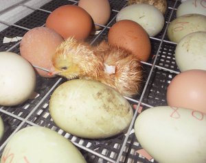 Найпізнішу закладку яєць в інкубатор слід робити на початку травня. За три тижні з’являються курчата. За потреби прилад можна використовувати до 10 разів на рік 