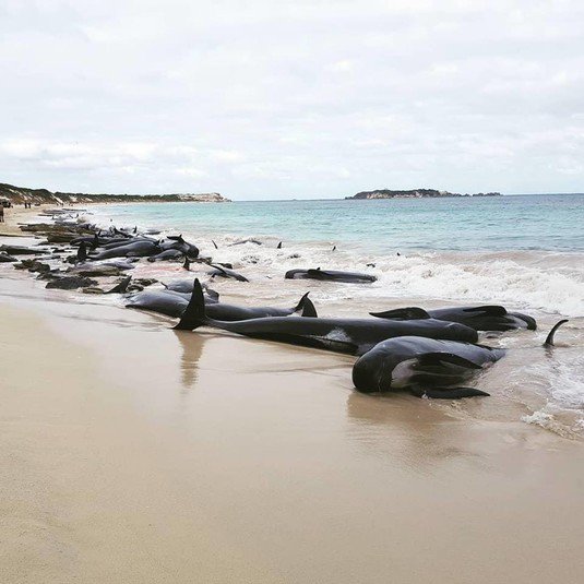На берег в Австралии выбросились более сотни черных дельфинов