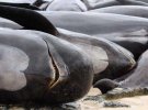 На берег в Австралии выбросились более сотни черных дельфинов
