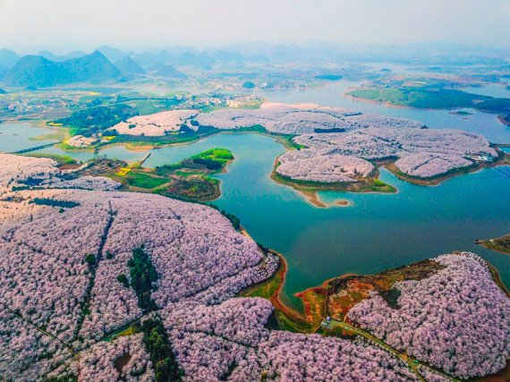Поразительное цветения сакуры: показали впечатляющие фото