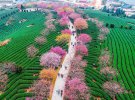 Поразительное цветения сакуры: показали впечатляющие фото