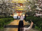 Вражаюче цвітіння сакури: показали надзвичайні фото