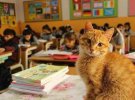 Кот Томбо сидит в школе на уроках вместе с третьеклассниками