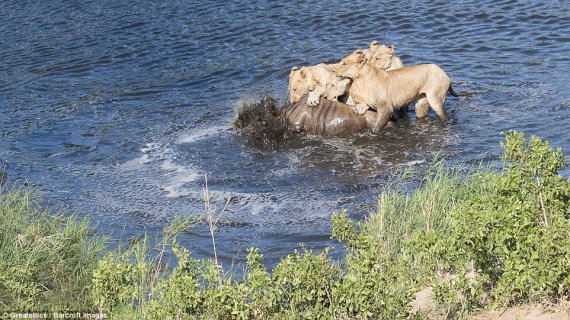 Кадри полювання чотирьох левиць на антелопу гну