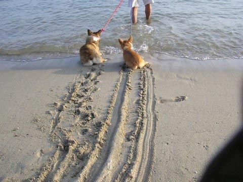 Смешные фото собак, которые боятся воды