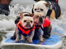Смішні фото собак, які бояться води