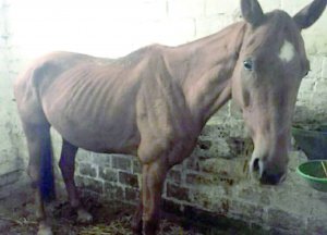 Виснажених голодом коней виявили в одному із кінно-спортивних клубів столиці
