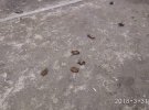 В Днепре несколько сотен летучих мышей выбросили из многоэтажки