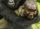 Анре Баума має особливі відносини з горилами, яких виростив з дитинства
