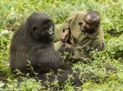 Андре Баума имеет особые отношения с гориллами, которых вырастил с детства
