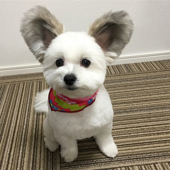 Крихітний собака з незвичайними вухами став зіркою інтернету