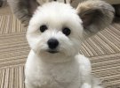 Крошечный собака с необычными ушами стал звездой интернета