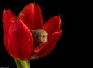 Фотограф Майлз Герберт показывает крошечных мышей в цветах