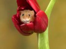 Фотограф Майлз Герберт показує крихітних мишей у квітах