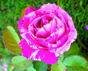 Мармурова троянда — новий чайно-гібридний сорт. Бутони махрові й крупні, діаметром 10 сантиметрів