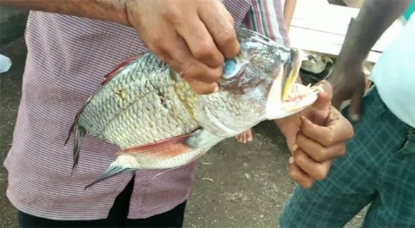 Зовні риба нічим не відрізняється від морських родичів окуня, але має незвичні зуби