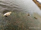 У селищі Тростянець на Вінничині спиртовий завод злив у річку Нетеку отруйні відходи. В результаті масово гине риба