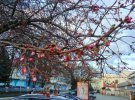 В Мукачево зацвела сакура в центре города