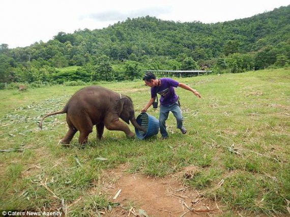 Слоненок играет с работником Маеванга