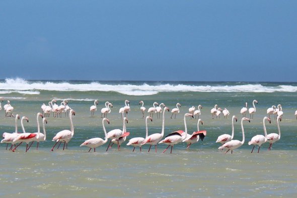 Основной обязанностью будет уход и наблюдение за розовыми фламинго - символом курорта
