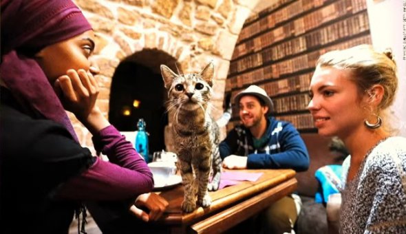 В обов'язки "няньки" входить опіка над кішками, в тому числі після закриття кафе
