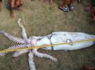 Выловленный на Филиппинах кальмар имеет длину 2,5 метра