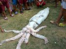 Виловлений на Філіпінах кальмар має довжина 2,5 метри