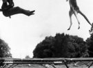 Винахідник батута американець Джордж Ніссен стрибає на батуті разом з кенгуру, 1960 рік.