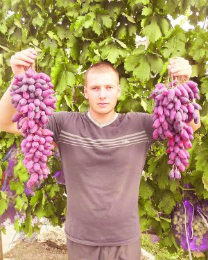 Садівник Руслан Панченко торік потрапив у Національний реєстр рекордів за вирощування найбільшого грона. Заважило 6 кілограмів 700 грамів 