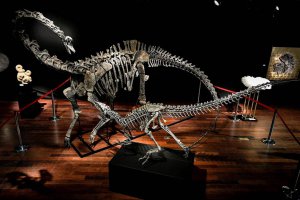 В Парижі на аукціоні продали два скелети динозаврів. Фото: dinopedia