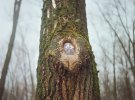 Художница размещает портреты родственников на деревьях