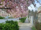Геннадій Москаль показав, як виглядає Ужгород у цвітінні сакури