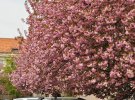Геннадій Москаль показав, як виглядає Ужгород у цвітінні сакури