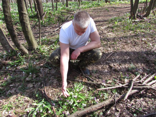 Учасник акції ”Збережи першоцвіт” завідувач кафедри біології та агробіології Черкаського національного університету імені Богдана Хмельницького Олександр Спрягайло показує квіти підсніжника складчастого на території урочища Холодний Яр Кам’янського району на Черкащині