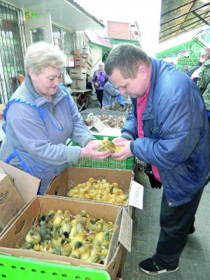 60-річна Валентина Волоська на Центральному ринку у Вінниці продає курчат і каченят по 15 гривень. Це на чотири гривні дешевше, ніж торік. На вартість вплинула пізня весна. Люди купують по два-три десятки птиці, кажуть продавці