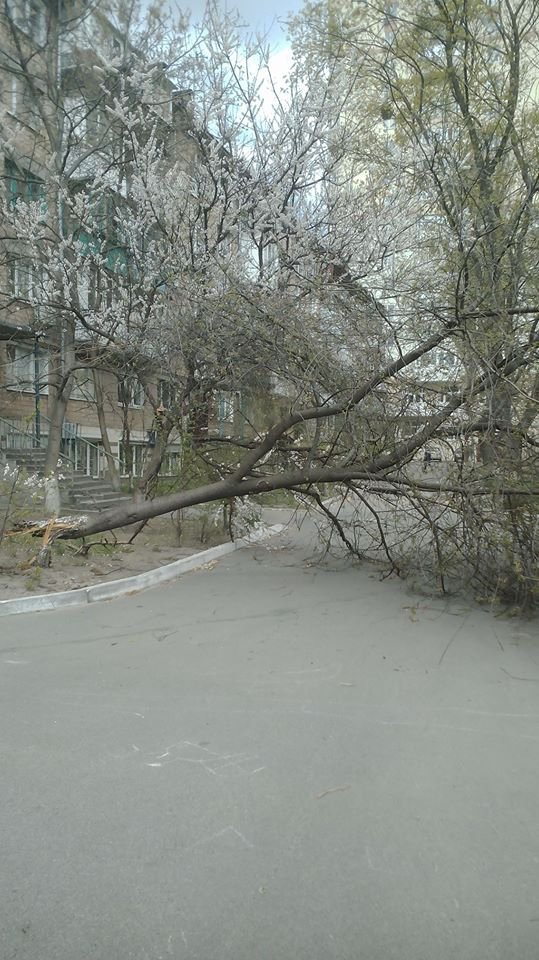 В микрорайоне Отрадный обломилось и упало дерево