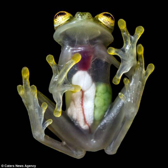 На этих фотографиях показаны внутренние органы стеклянной лягушки. Зеленые шары - это яйца, которые позже отложит.