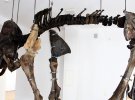 Галицького мамонта знайшли у 1907 році на Івано-Франківщині під час робіт у шахті