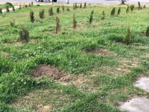 У Севастополі з алеї пам'яті жертв трагедії в Кемерово викрали саджанці туї, які символізували загиблих в пожежі. Фото: "Примечания"