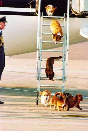 Собаки породи коргі Єлизавети ІІ спускаються з трапа в аеропорту Брунея під час візиту Її Величності. Вона намагалася брати собак в якомога більшу кількість подорожей, згадують службовці королівських повітряних сил