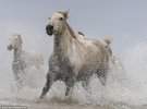 Итальянский фотограф сделал серию уникальных фотографий с дикими лошадьми