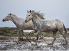 Итальянский фотограф сделал серию уникальных фотографий с дикими лошадьми