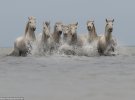 Італійський фотограф зробив серію унікальних фотографій з дикими кіньми      