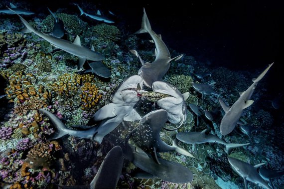 Фотограф провел под водой 24 ч., снимая охоту акул