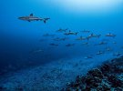 Фотограф провів під водою 24 год., знімаючи полювання акул 