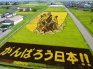Японские фермеры создают картины на полях с помощью выращивания определенных сортов риса