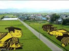 Японские фермеры создают картины на полях с помощью выращивания определенных сортов риса