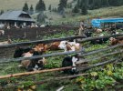 Карпатські пастухи перетворюють сироваріння у прибутковий бізнес